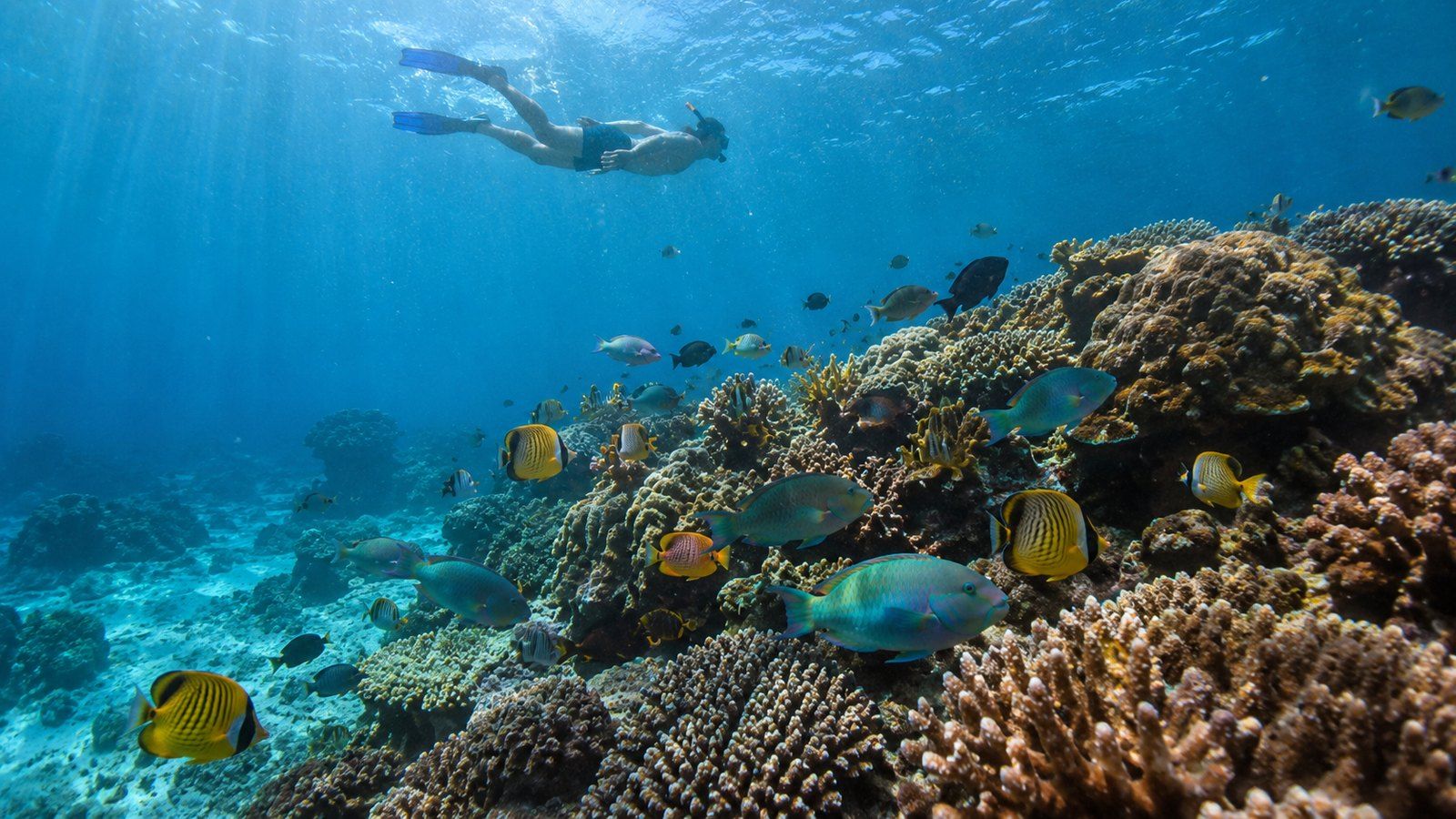 Snorkeler swimming over a coral reef full of parrotfish and butterflyfish in the Andaman Sea